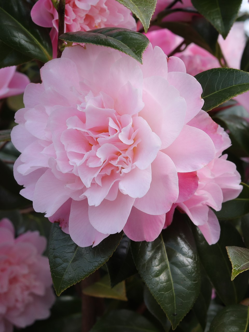'C. 'Annette Carol'
